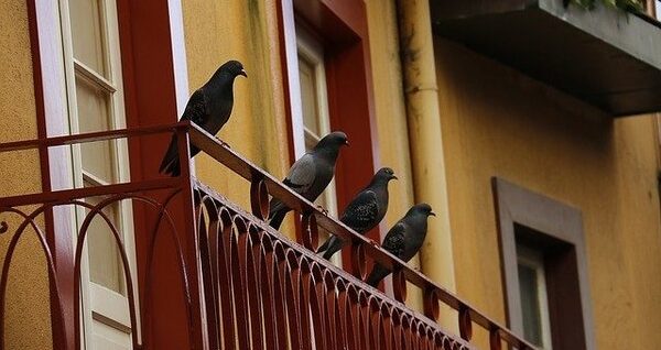 pigeons sur balcon