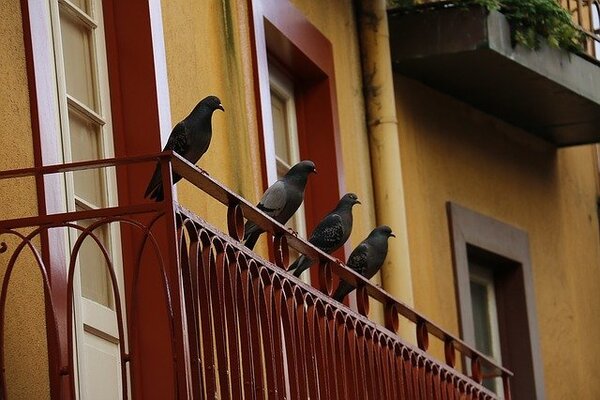 pigeons sur balcon