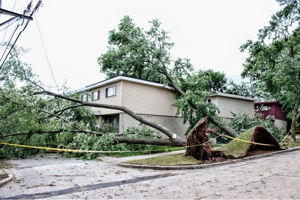 Abattage d&rsquo;arbre à Nice : quelles sont les démarches à accomplir ?