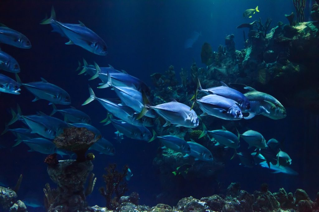 poisson